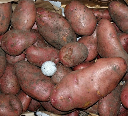 Aardappels 'Sarpo Mira'