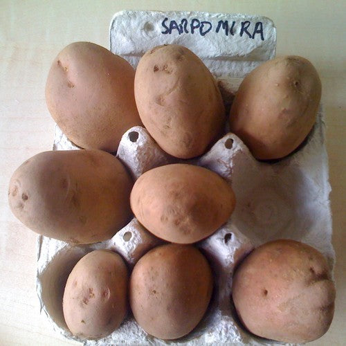 Aardappels 'Sarpo Mira'