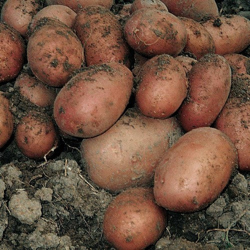 Aardappels 'Sarpo Mira'