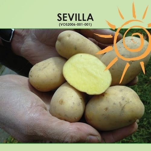 Aardappels 'Sevilla'