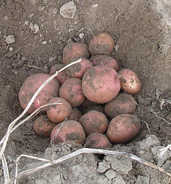 Aardappels 'Texla'