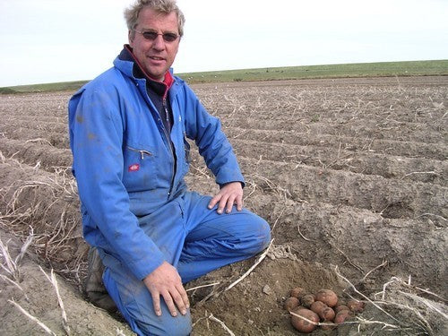 Aardappels 'Texla'