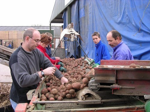 Aardappels 'Texla'
