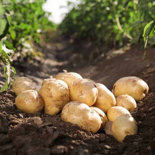 Aardappels 'Acoustic'