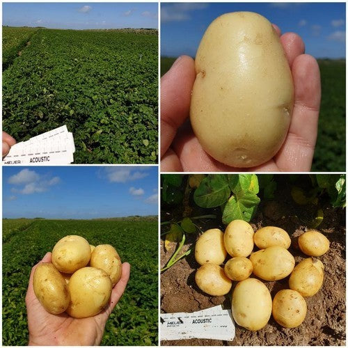 Aardappels 'Acoustic'