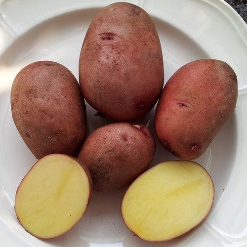 Aardappels 'Alouette'