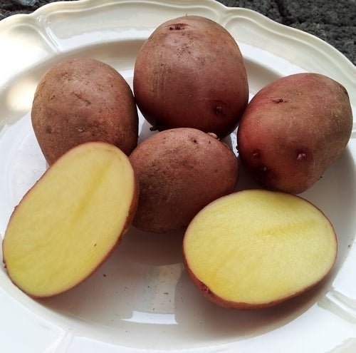 Aardappels 'Alouette'