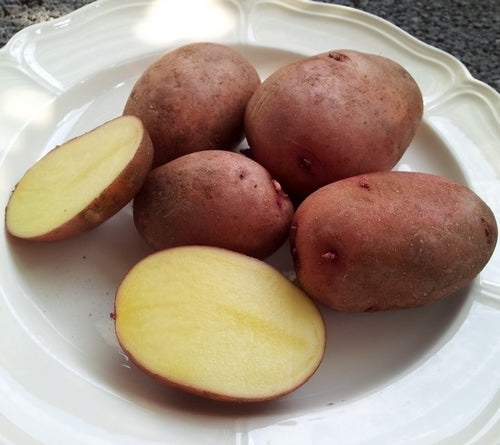 Aardappels 'Alouette'