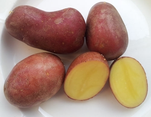 Aardappels 'Big Rossa'