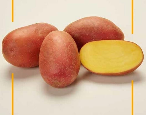 Aardappels 'Big Rossa'