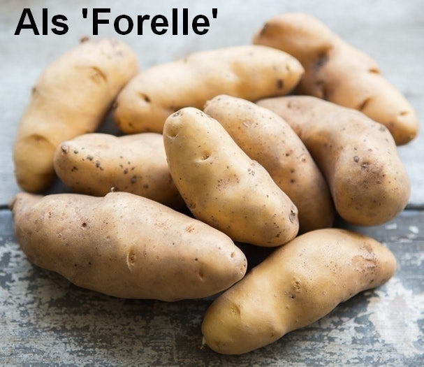 Aardappels 'Forelle'