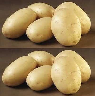 Aardappels 'Hamlet'
