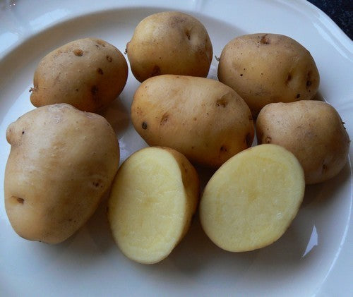 Aardappels 'Keizerinnen' / 'Kaiserinnen' / 'Meikoningin'