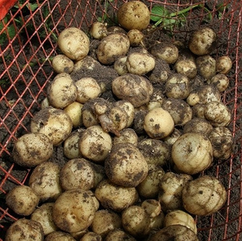 Aardappels 'la Bonnotte'