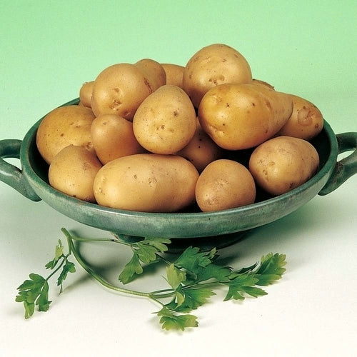 Aardappels 'Lady Christl'