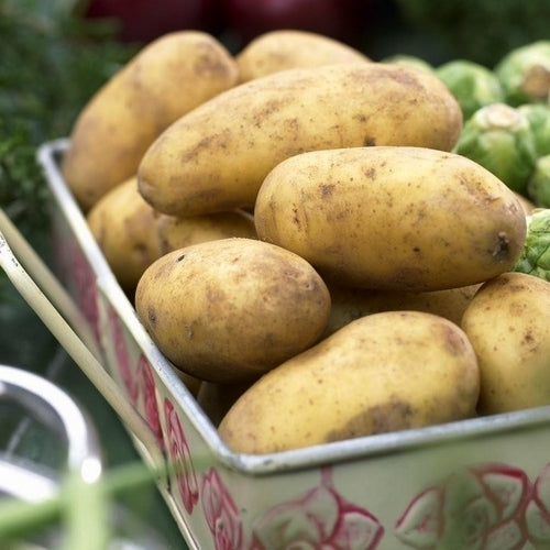 Aardappels 'Lady Christl'