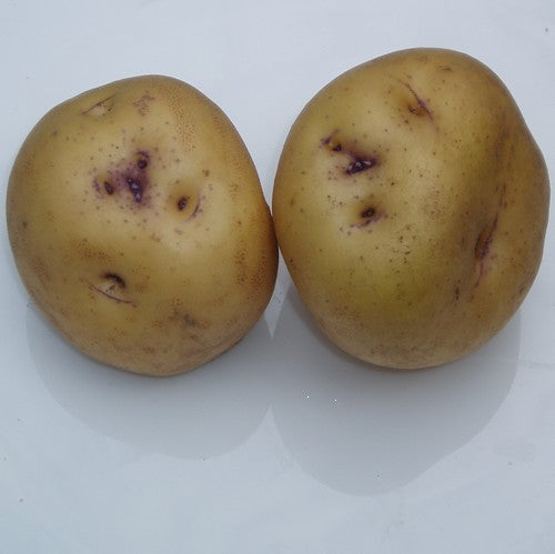 Aardappels 'Paarsput' / 'Paarspit', Blauwput'Of'Blauwpit''