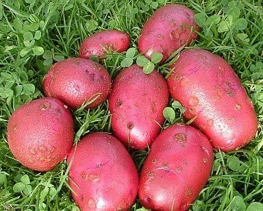 Potatoes 'Red Duke of York' / 'Rode Eersteling'
