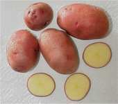 Potatoes 'Red Duke of York' / 'Rode Eersteling'