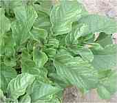 Potatoes 'Red Duke of York' / 'Rode Eersteling'