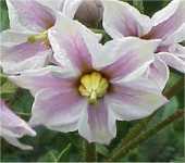 Potatoes 'Red Duke of York' / 'Rode Eersteling'