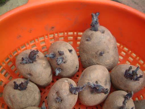 Potatoes 'Red Duke of York' / 'Rode Eersteling'