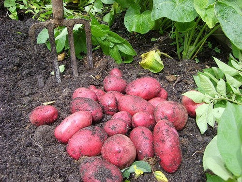 Potatoes 'Red Duke of York' / 'Rode Eersteling'