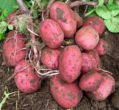Potatoes 'Red Duke of York' / 'Rode Eersteling'