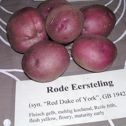 Potatoes 'Red Duke of York' / 'Rode Eersteling'