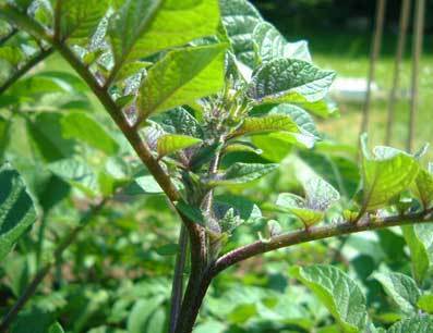 Potatoes 'Red Duke of York' / 'Rode Eersteling'