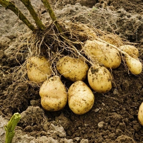 Aardappels 'Sirtema'