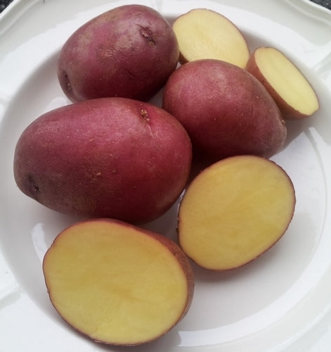 Aardappels 'Tiamo'