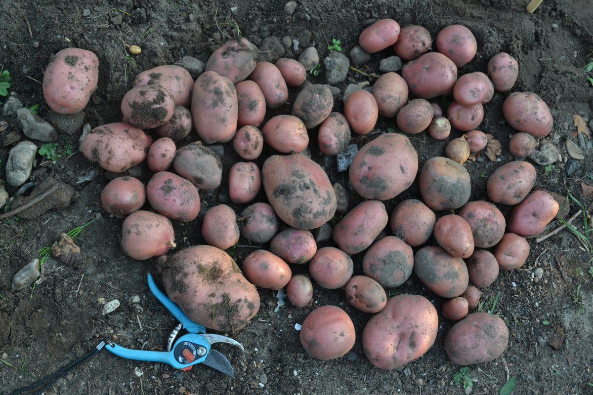 Aardappels 'Tiamo'