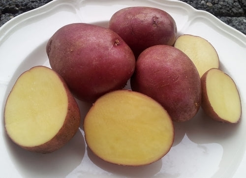 Aardappels 'Tiamo'