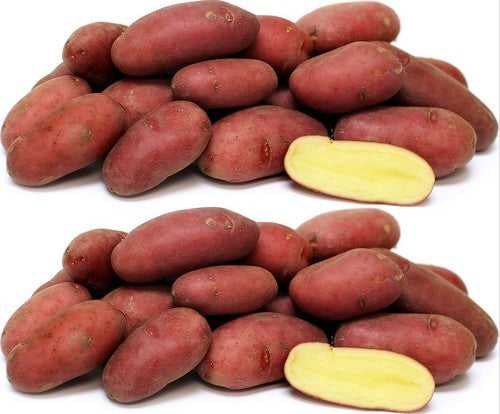 Aardappels 'Abby'
