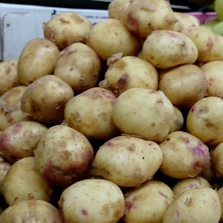 Aardappels 'Sineglazka' / 'Blue Eye'