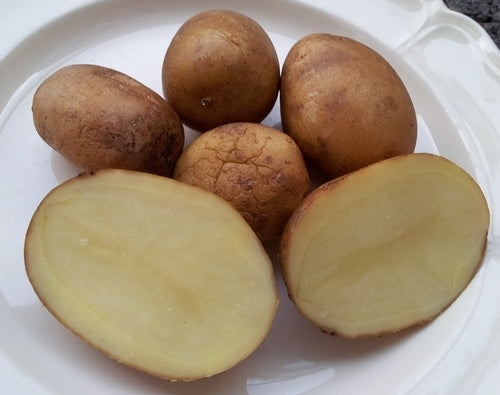Aardappels 'Blumenau Brazil'