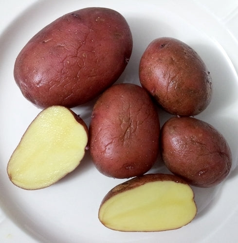 Aardappels 'Burkys Rote'