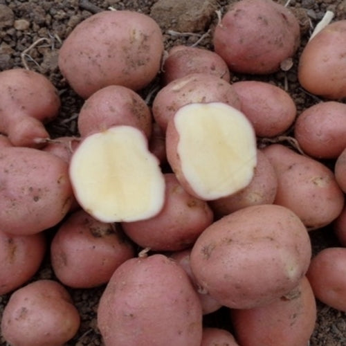 Aardappels 'Dalida'