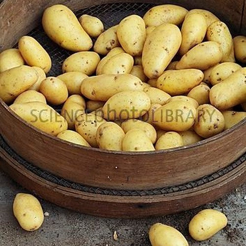 Aardappels 'Exquisa'