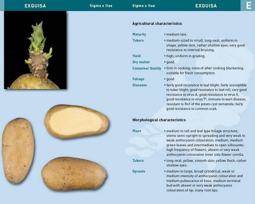 Aardappels 'Exquisa'