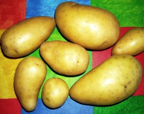 Aardappels 'Exquisa'