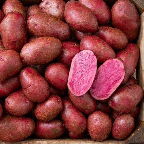 Potatoes 'Heiderot' / 'Heide Red'