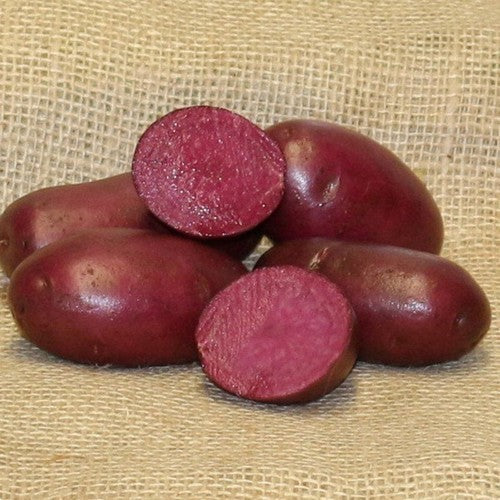 Potatoes 'Heiderot' / 'Heide Red'