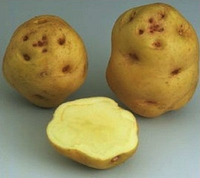 Aardappels 'Institut de Beauvais' / ‘la Marseillaise''’