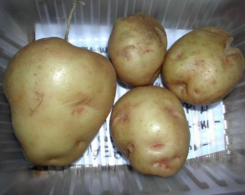 Aardappels 'Institut de Beauvais' / ‘la Marseillaise''’