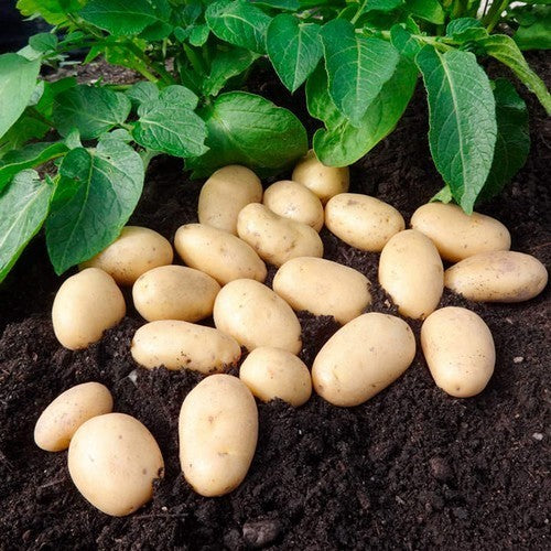 Aardappels 'Jazzy'