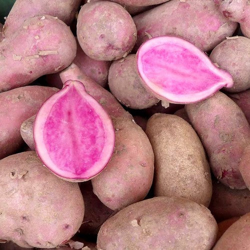 Aardappels 'Kefermarkter Zuchtstamm'