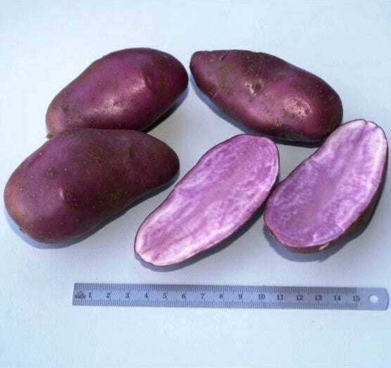 Aardappels 'Kefermarkter Zuchtstamm'
