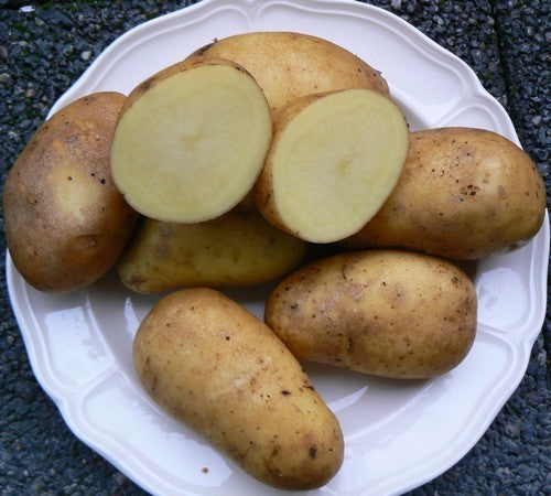 Aardappels 'Les Blondes'